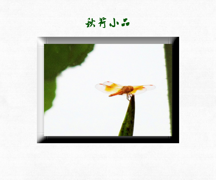 СƷ