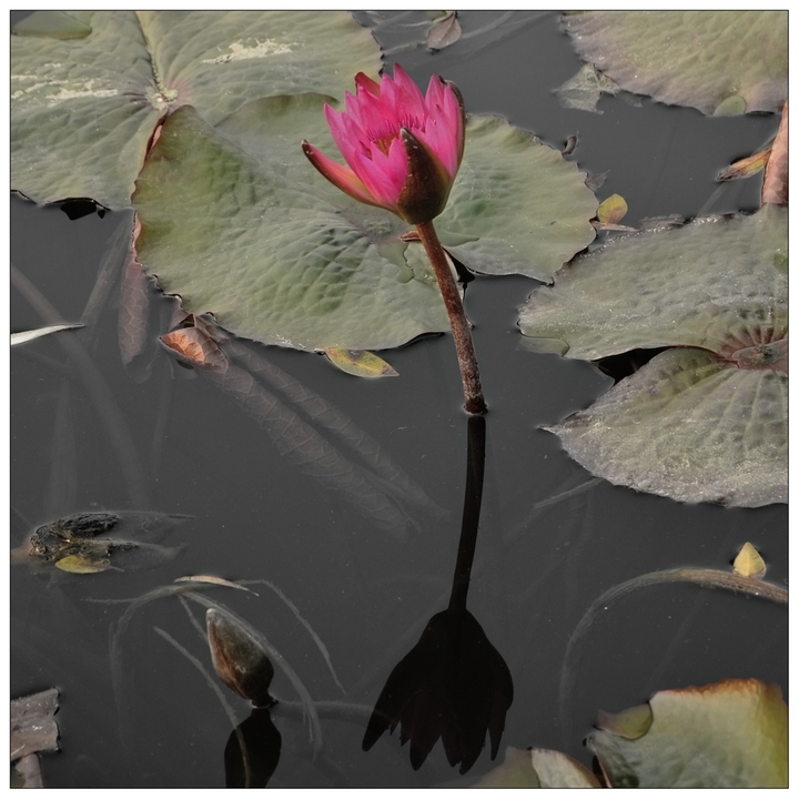 һ--԰Ļһ