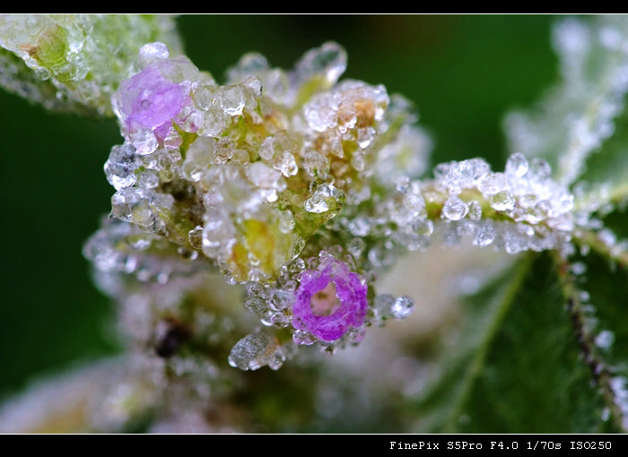 琼花玉树