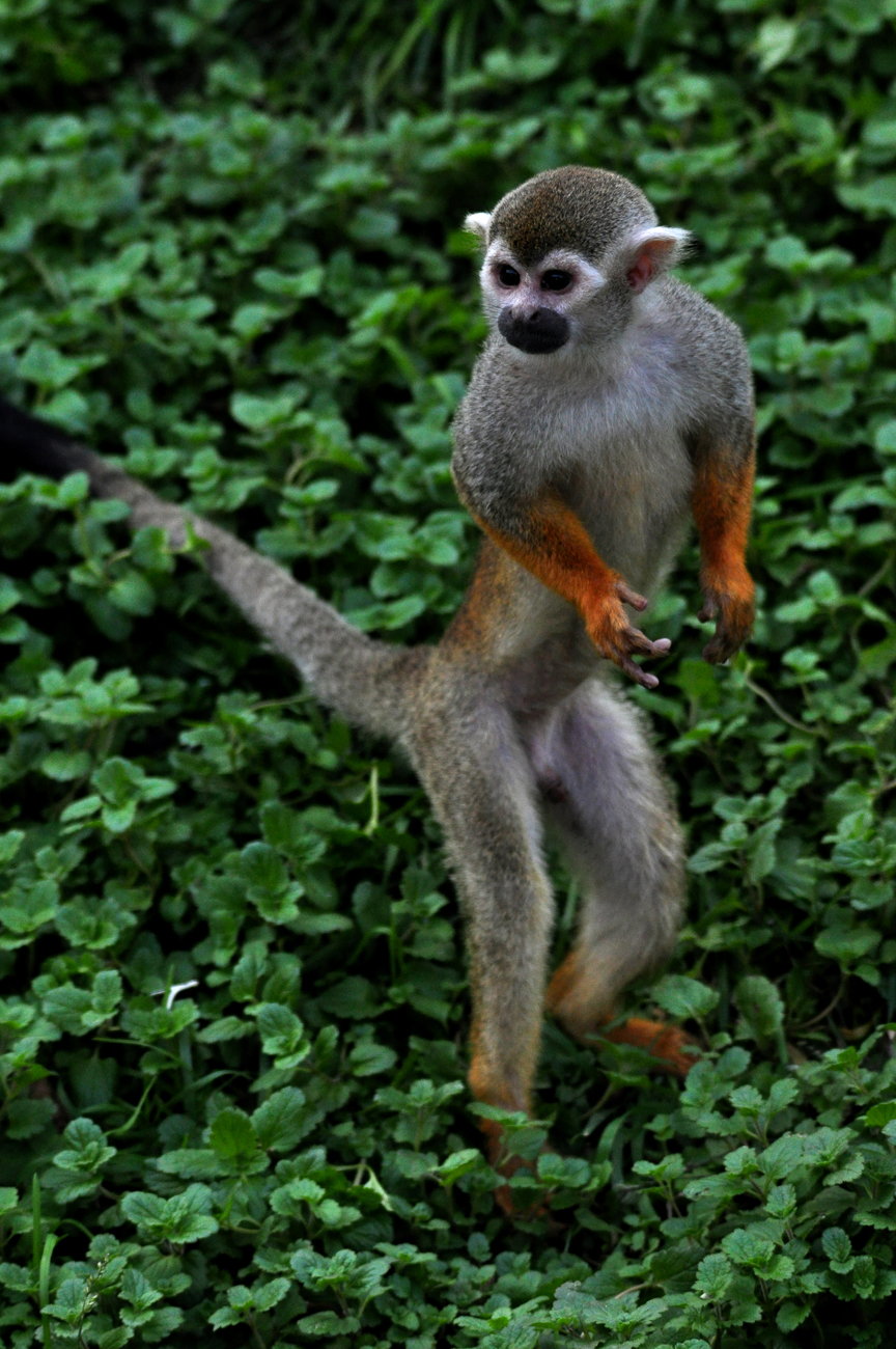 厄瓜多尔松鼠猴图片