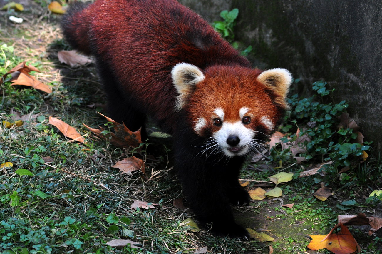 【动物世界——小熊猫摄影图片】上海动物园生态摄影