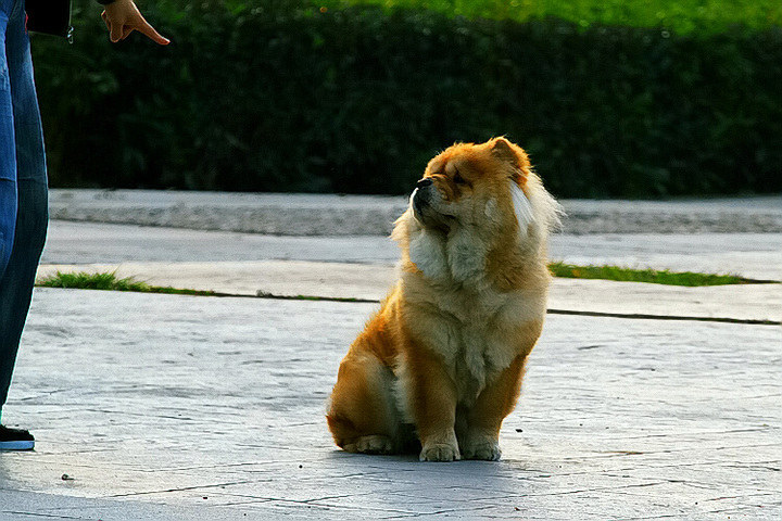 ʨĩ