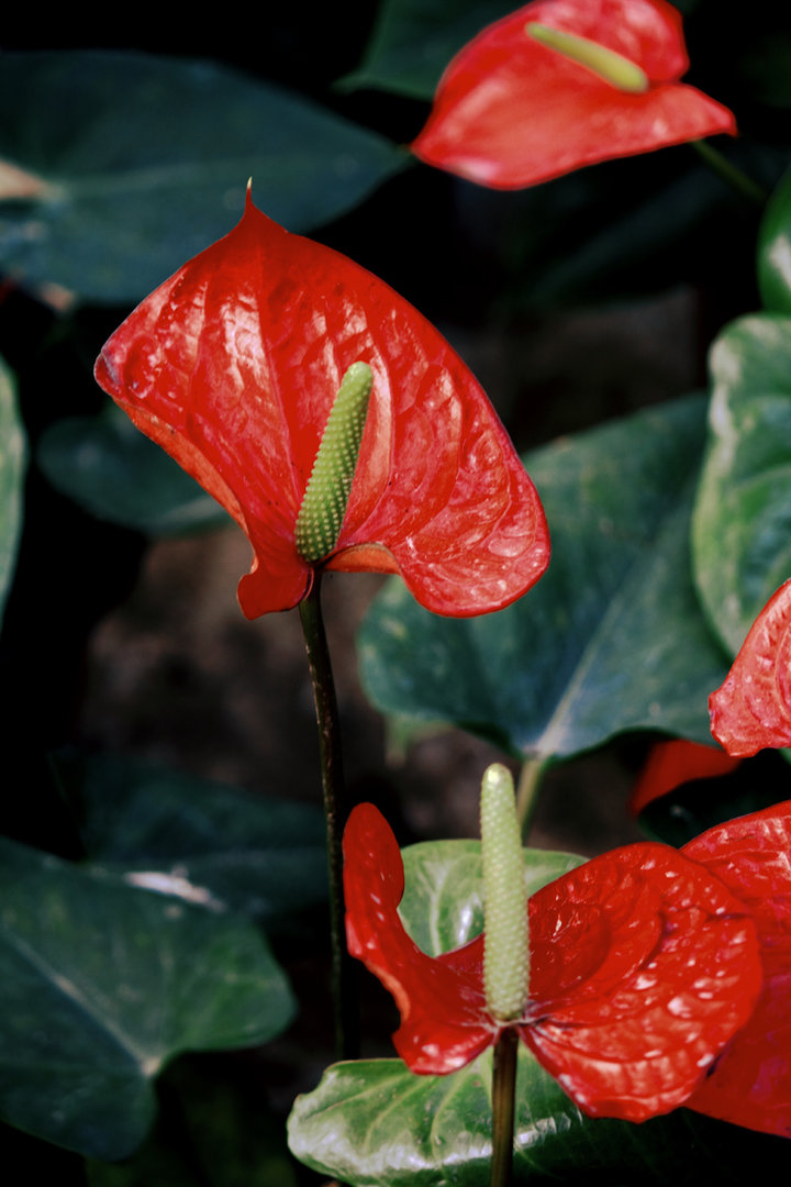 高清红色马蹄莲花图片图片