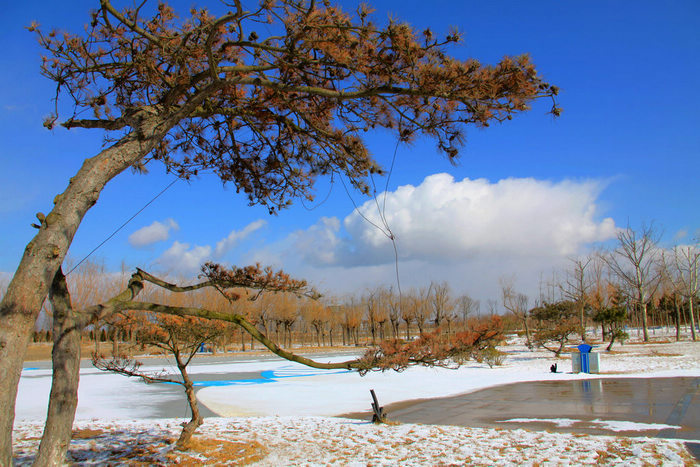 雪后亚沙会亚运村的美丽环境