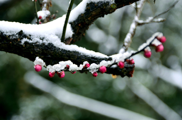 梅花傲雪