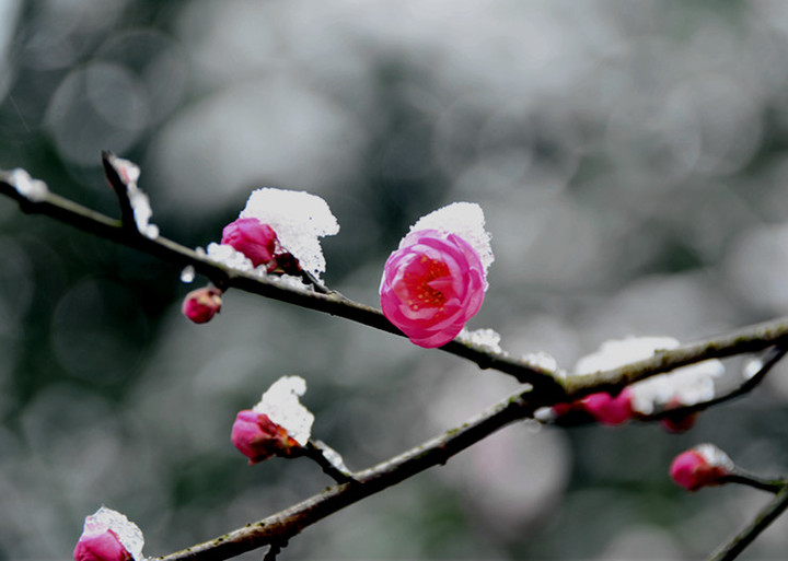 梅花傲雪