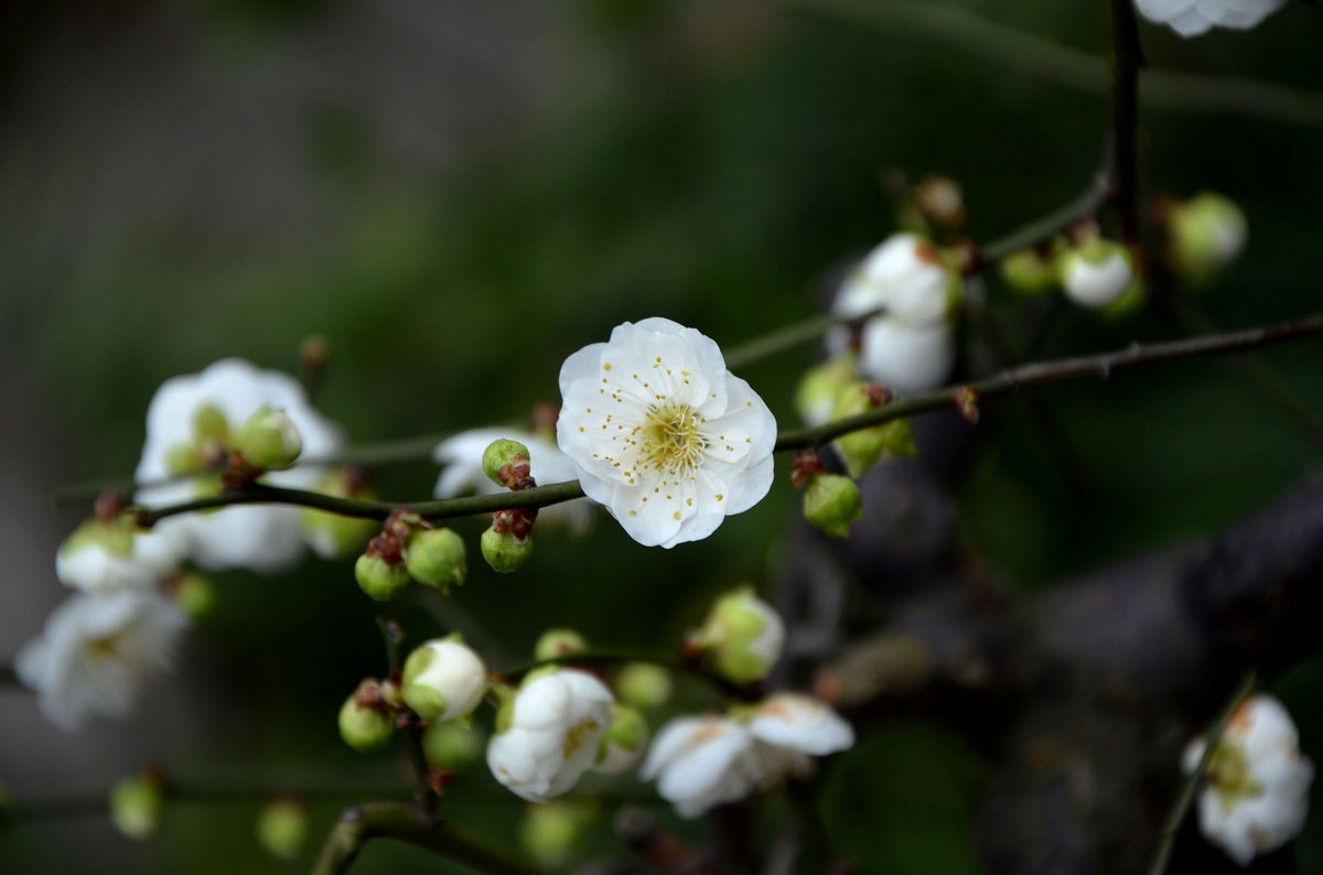 白梅花