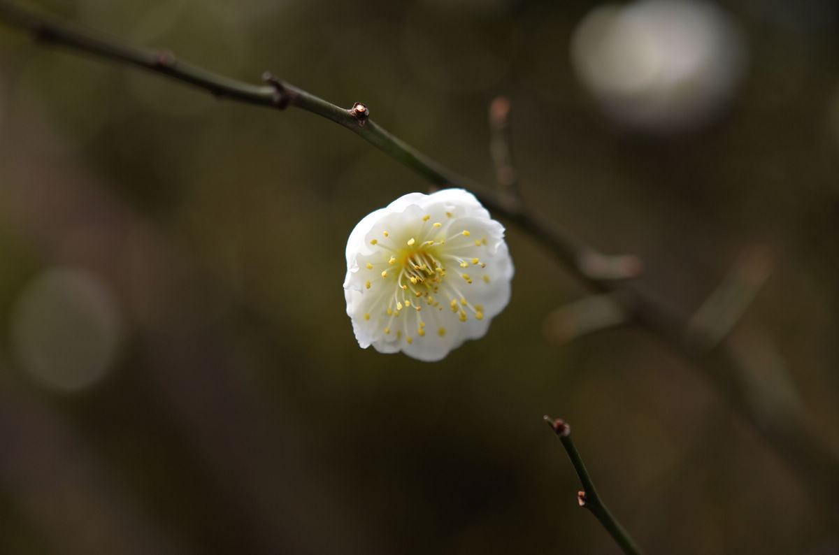 白梅花