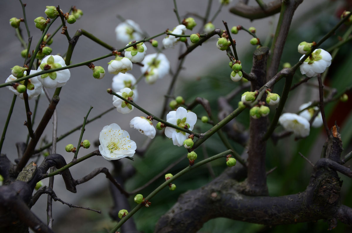 白梅花