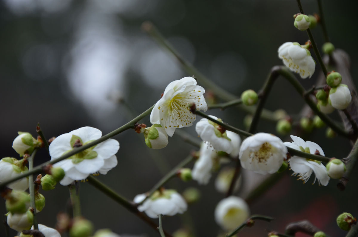 白梅花