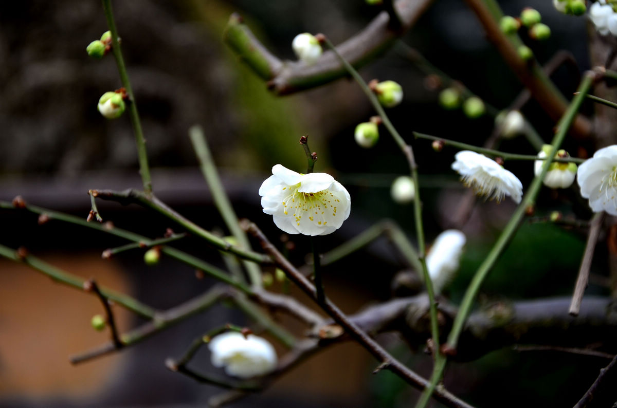 白梅花