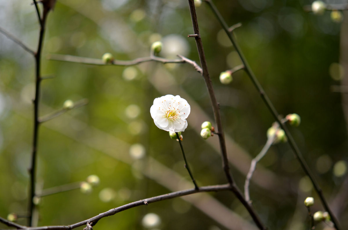 白梅花