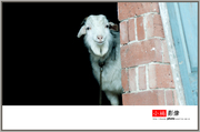 2012作品第15号：老者和羊...