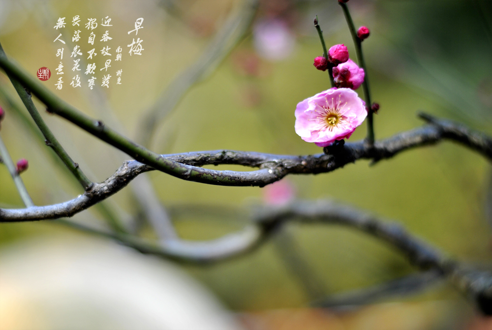 【早梅攝影圖片】莘莊公園生態攝影_太平洋電腦網攝影部落