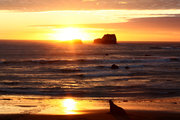 【加州海滩上的海狮保护区】  旅美随拍（23）
