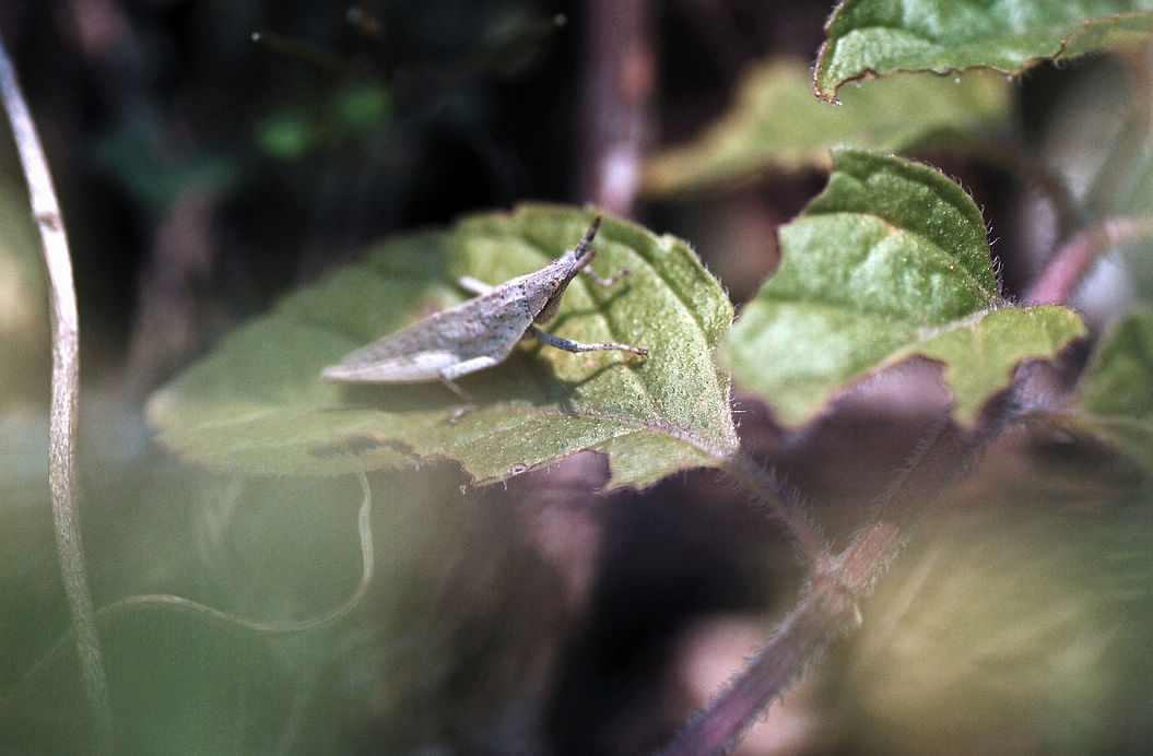 【春虫摄影图片】花园角落生态摄影_太平洋电脑网摄影部落
