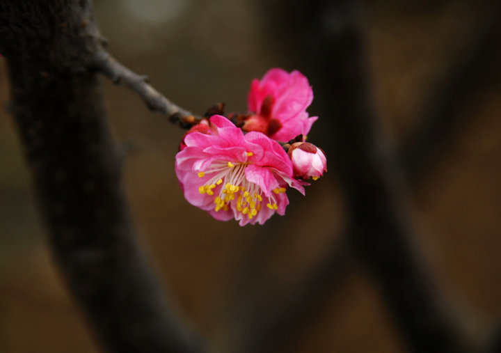 梅花朵朵開,春天款款來(一)