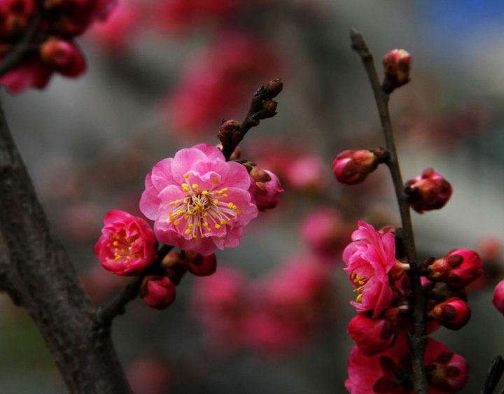 梅花朵朵開,春天款款來(一)