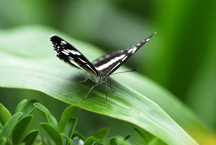奇妙的昆虫世界46扬眉线蛱蝶