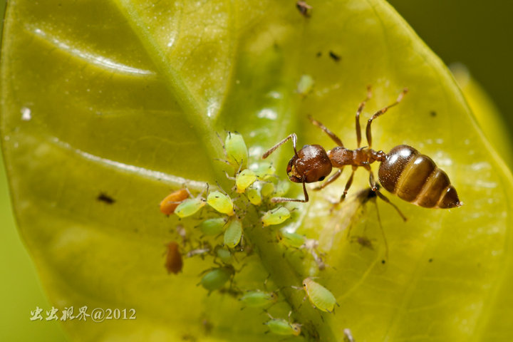 蚜虫与蚂蚁图片