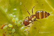 蚂蚁与蚜虫