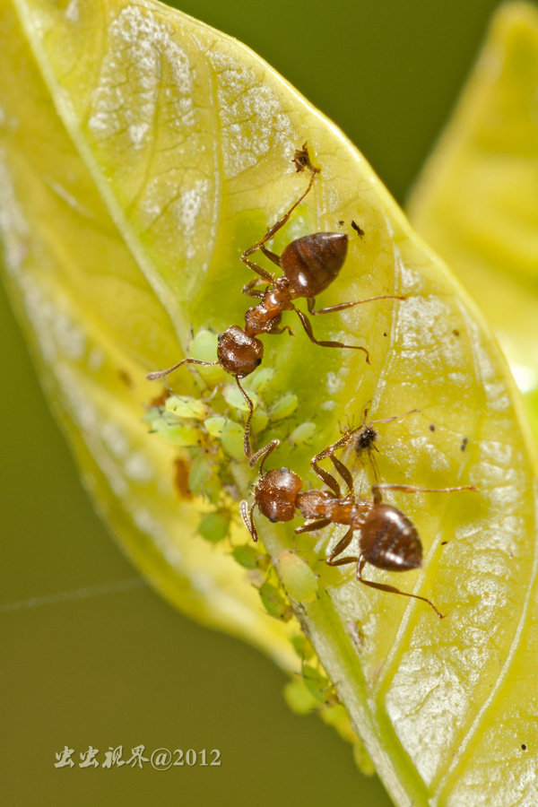 蚜虫与蚂蚁图片