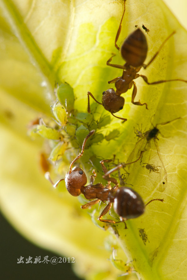 蚂蚁与蚜虫