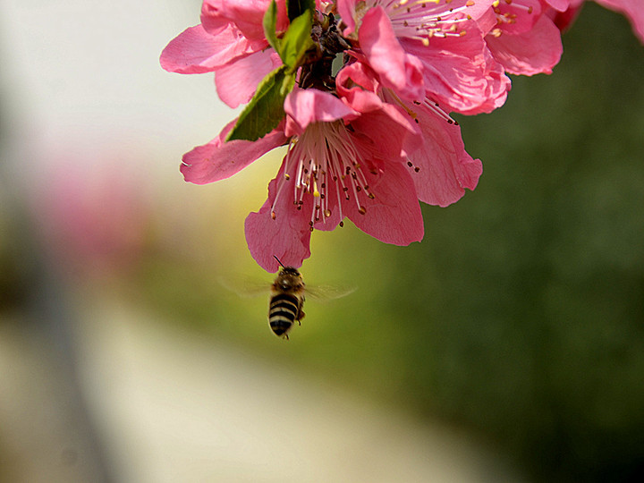 花儿与蜜蜂