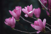 canonСԾ