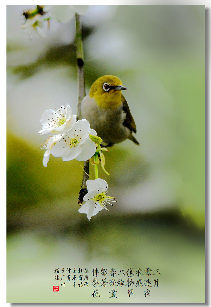 梨花春韵