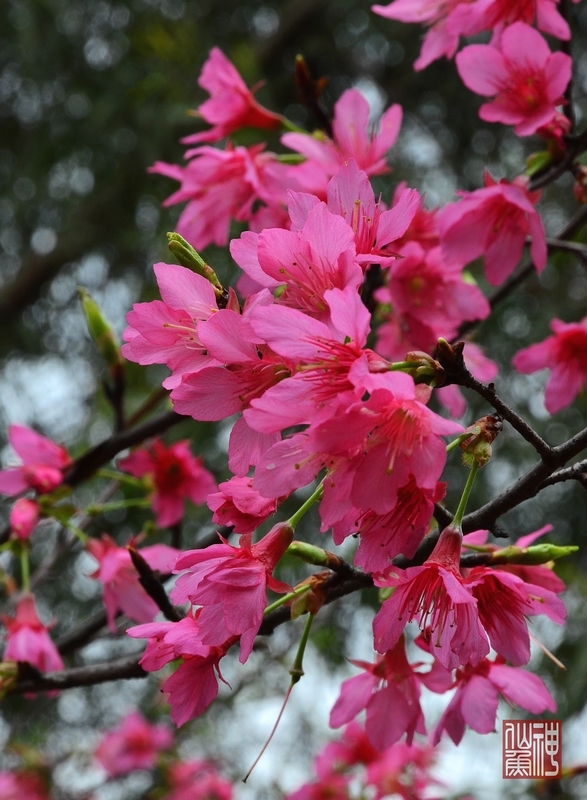 南沙百万葵园樱花图片图片