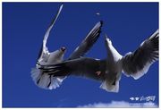 啄食·滇池红嘴鸥