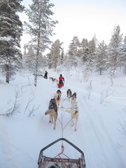 北极圈-爱斯基摩犬雪橇
