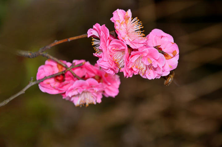 紅梅花 - 尼康 d7000(配18-200mm vr ii) 樣張