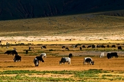 2011ǧв54--ʷ