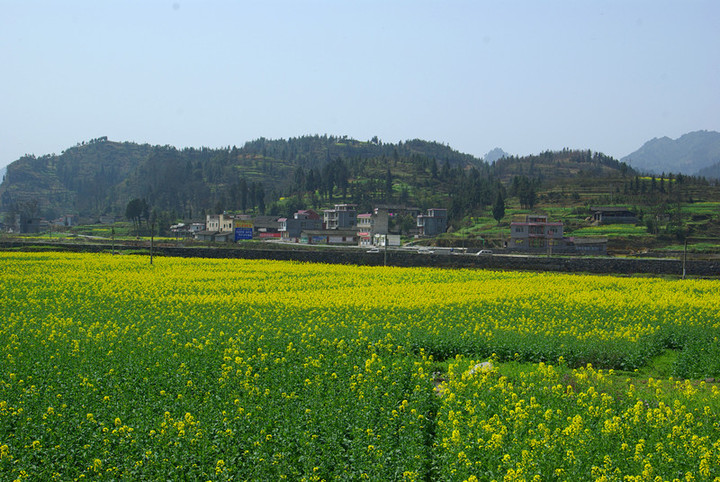 春到瓦屋观油菜花