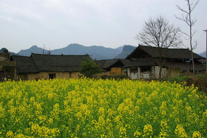 春到瓦屋观油菜花