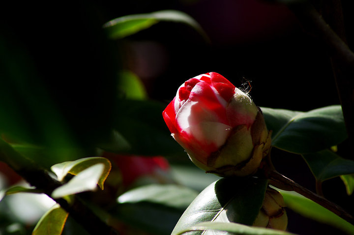 茶花(三)