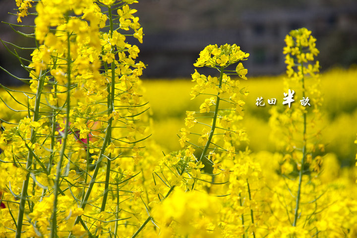 花田半畝