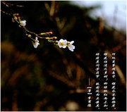 桂林西山公园的花