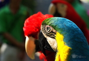 金刚鹦鹉-热带雨林