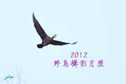 2012野鸟摄影月历（一）