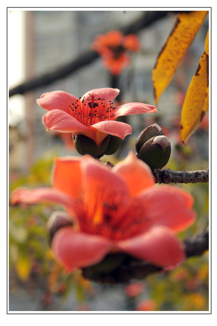 红棉广州之花