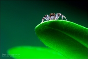 昆虫世界-跳蛛