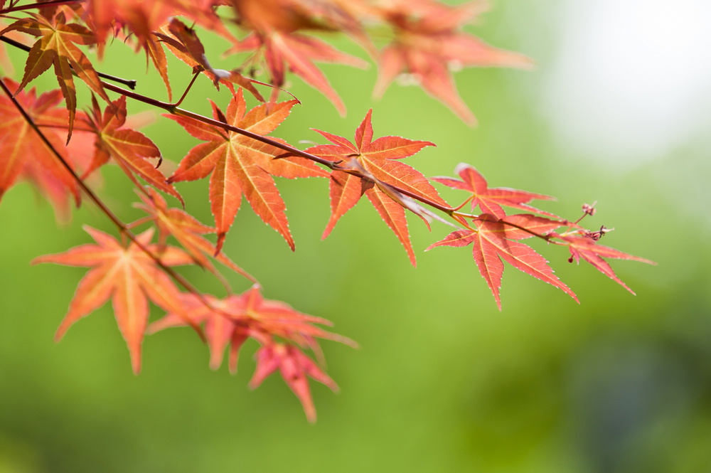 春天的紅葉