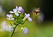 ¤蜂の花¤