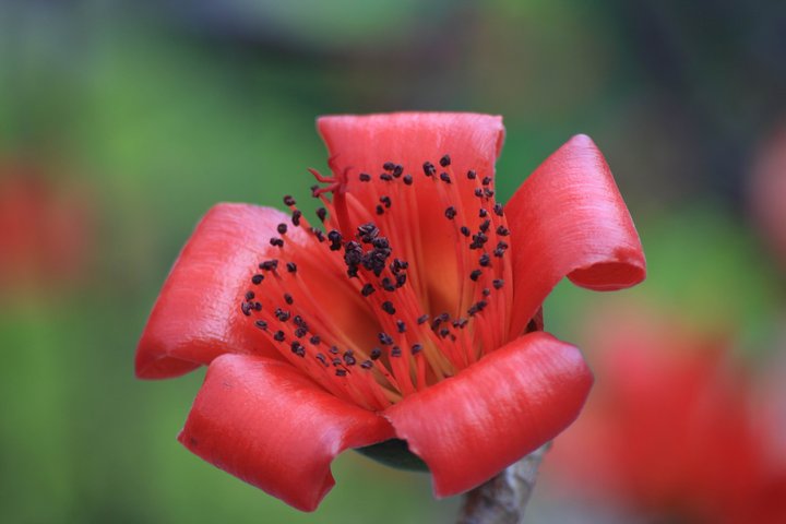 ľ