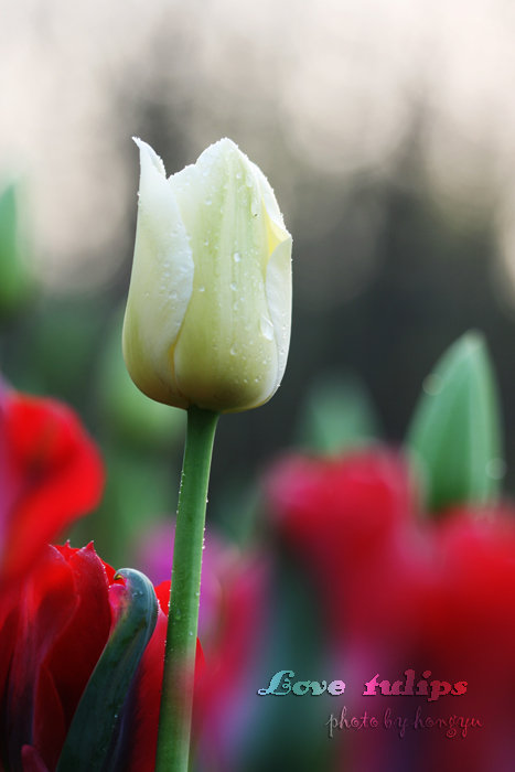 Love tulips