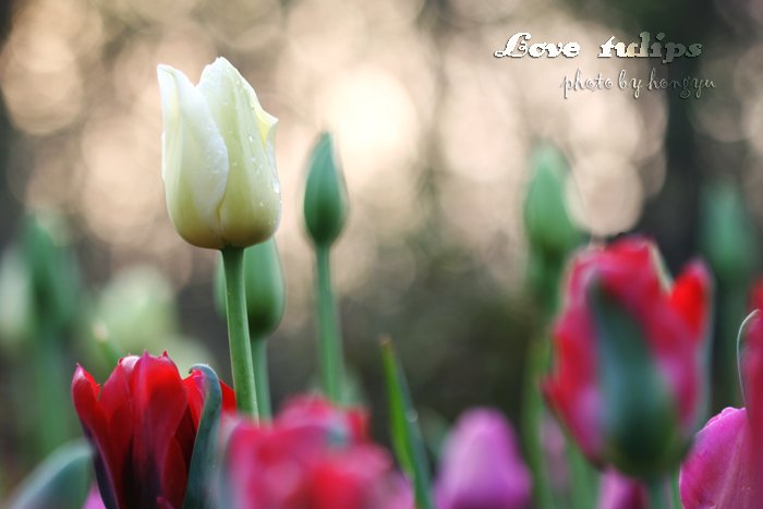 Love tulips