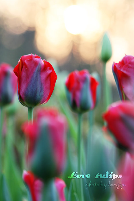 Love tulips